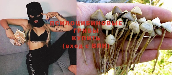 сатива Беломорск